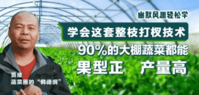 90%的大棚蔬菜都能国型正 产量高
