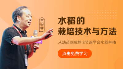 水稻的栽培技术与方法